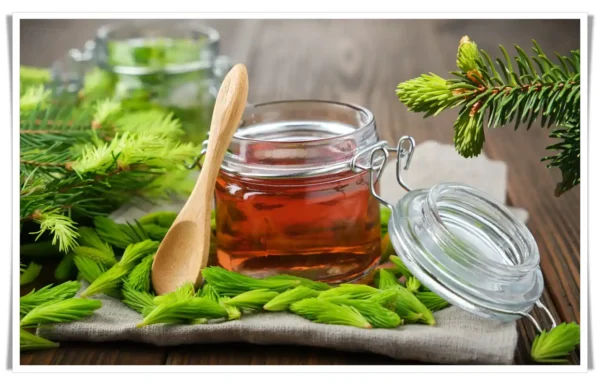 Honey with Fir Buds Pure Life Source