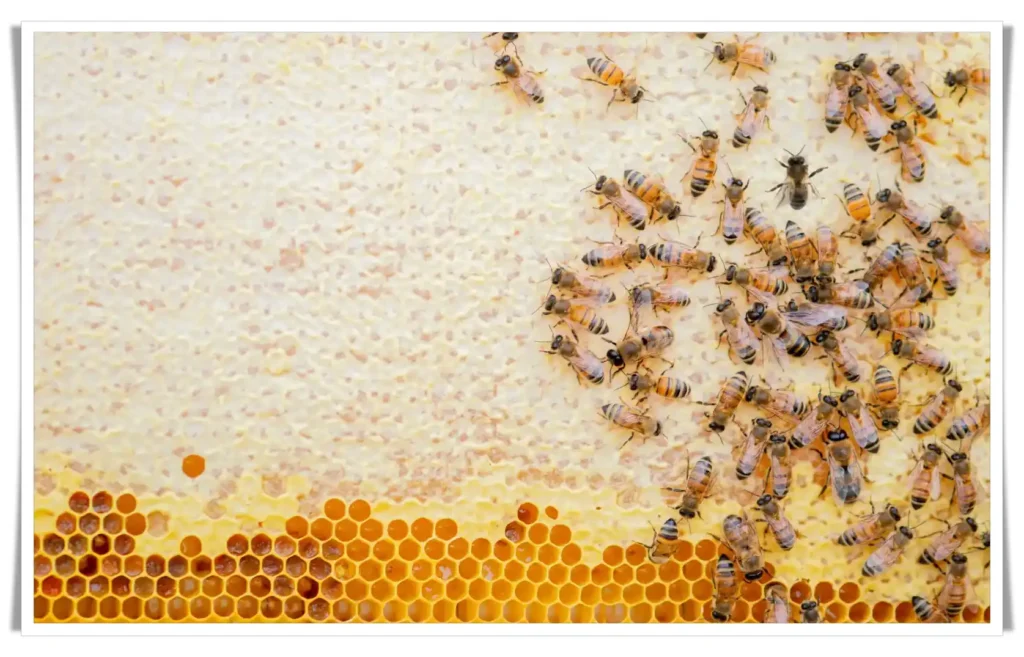 batch_bees and honeycombs Pure Life Source bees and honeycombs Pure Life Source